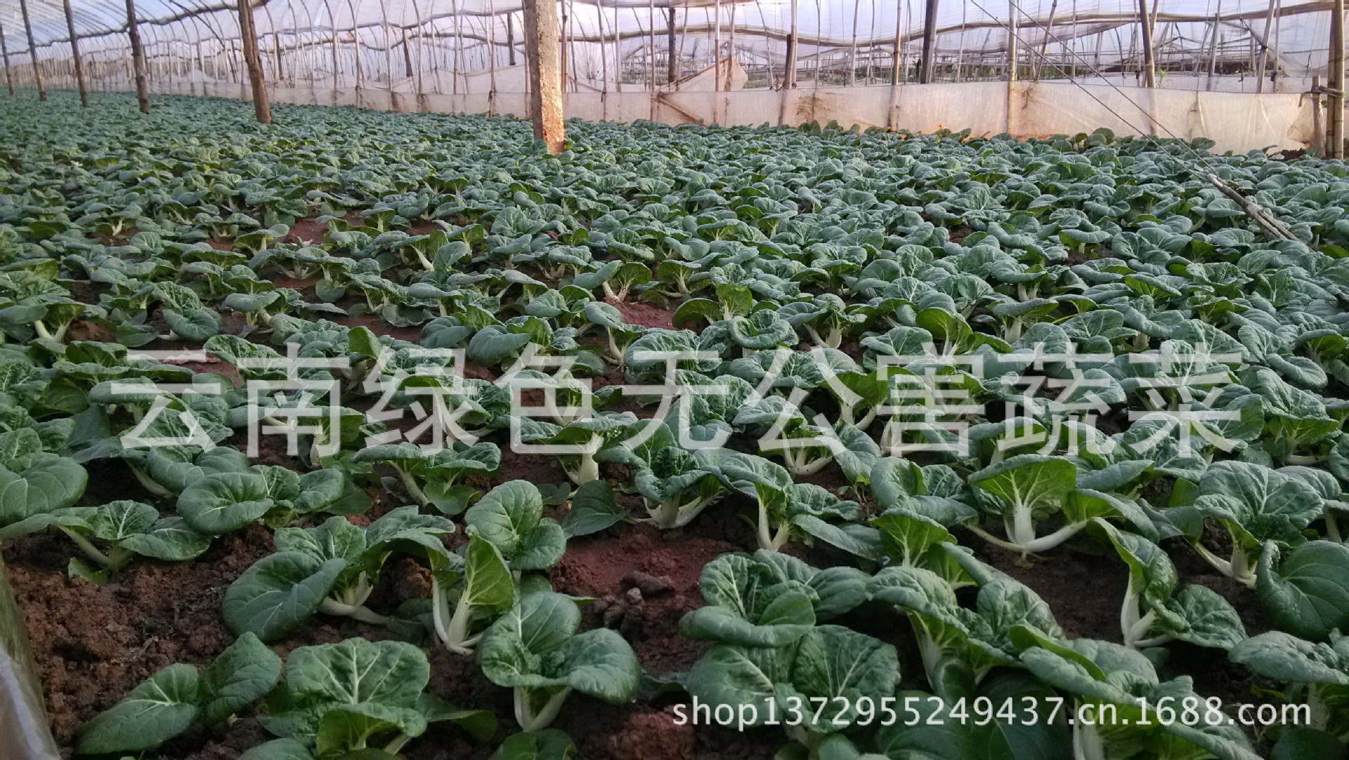 【云南高原绿色无公害特级蔬菜生产基地】