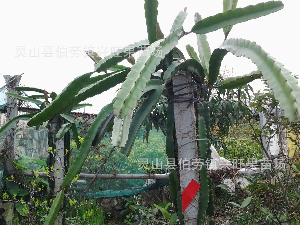 果树-正宗白肉火龙果苗\/果大\/很甜\/口感好\/根系