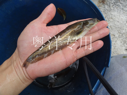广州粤洋水产大量批发黄色大口鲶鱼苗 图片