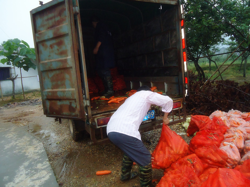 他们靠什么挣钱?+江西土鸡苗- - 阿里巴巴商人