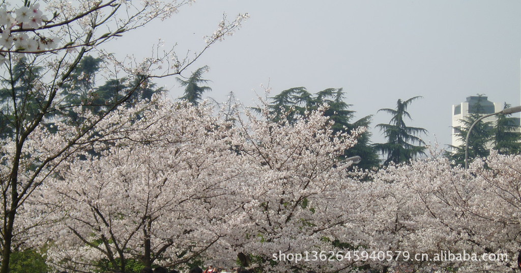 【我们的春天最美丽】+武汉大学樱花盛开+凌