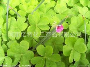 批发采购其他食品添加剂-抗冻蛋白批发采购-其