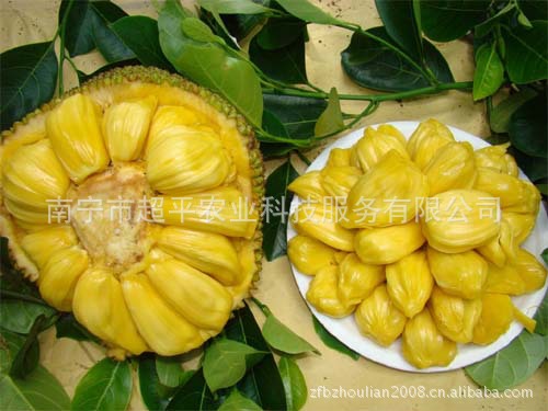 水果种子、种苗-广西果苗场|木菠萝|嫁接果树苗