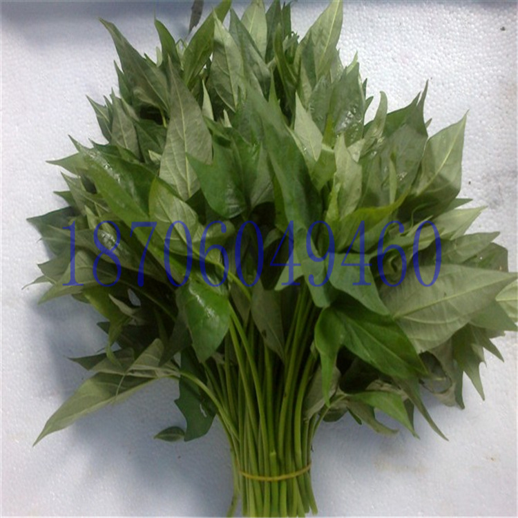 蔬菜种子、种苗-蔬菜新品种可食用番薯叶种苗