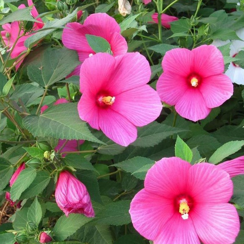 【实体店批发草坪草花花卉大花秋葵种子 芙蓉