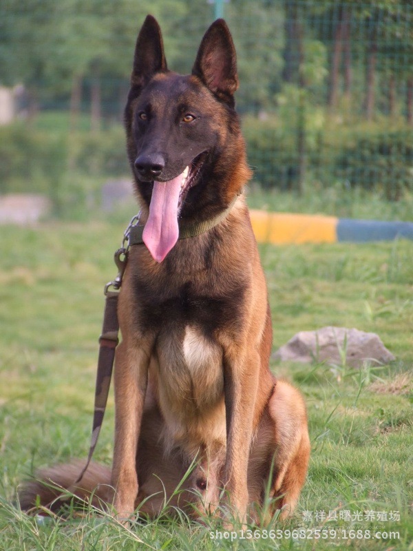 出售:马犬 狼青 德牧 格力犬