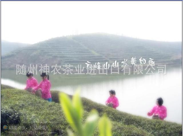 曾侯银剑茶 有机绿茶叶 湖北随州特产茶叶