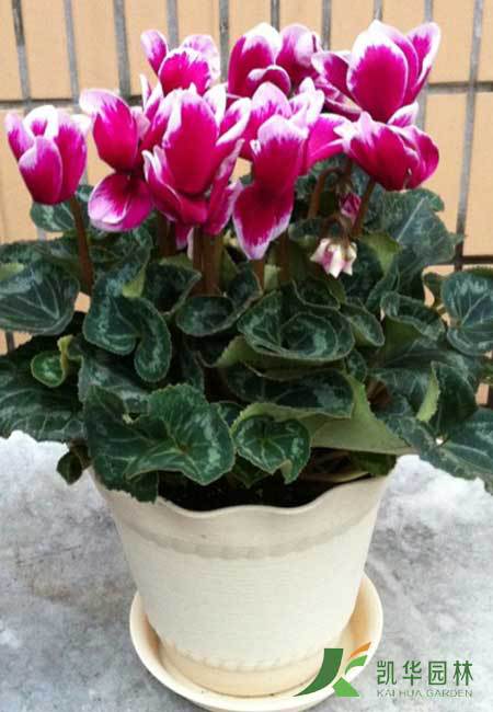 【植物租赁 花卉租售 上海花卉 年宵花卉兔子花 春节花卉 仙客来】价格,厂家,图片,球根花卉,上海凯华园林绿化工程有限公司-马可波罗网