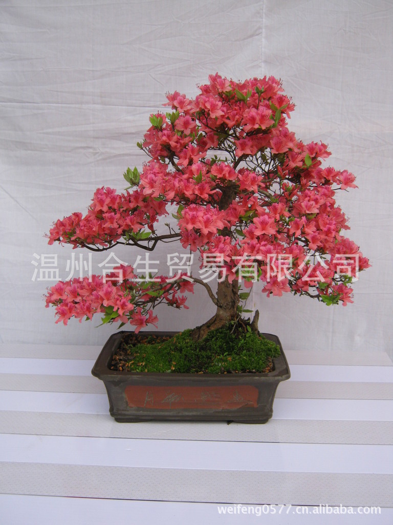 03年映山红盆景作品