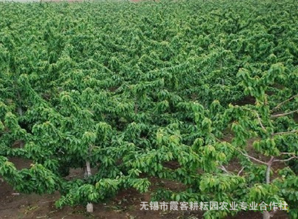 车厘子苗木 可在南方江浙沪等地种植的品种,无病毒苗,大樱桃苗