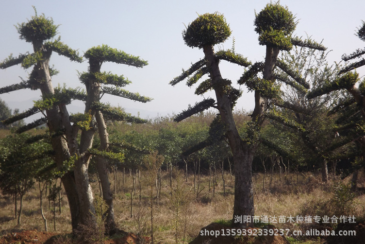 【造型特别的榆树 绿化苗木 品种优良】价格,厂