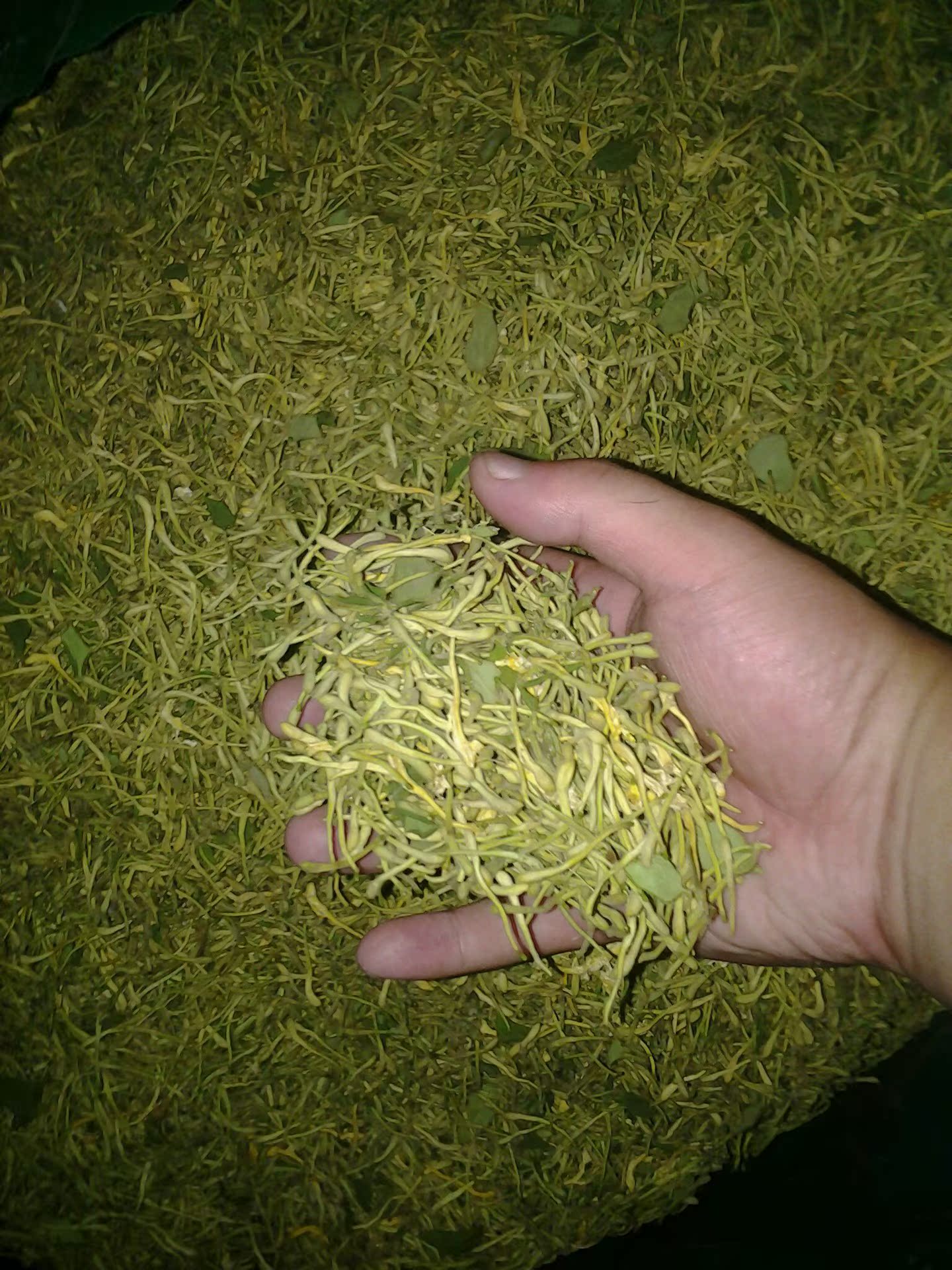 【供应金银花 金银花茶批发 金银花种植基地 干