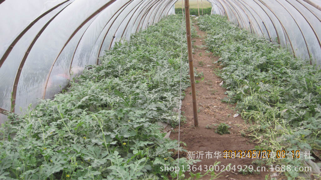 【江苏万亩基地大量供应麒麟8424西瓜】价格