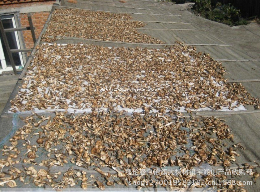 【大兴安岭原产地收购 优质供应野生蘑菇 味道