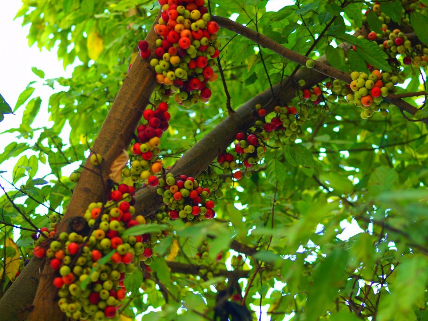 乔木-大叶榕,绿化苗木,园林绿化工程适用苗木,