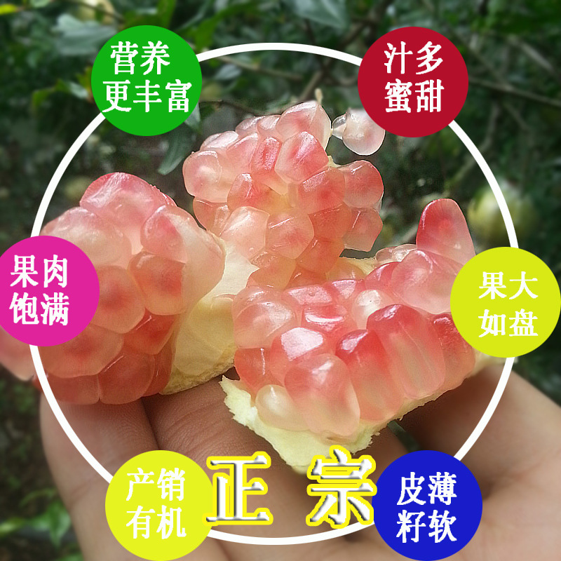 火爆正宗甜石榴现货批发果大汁多肉红售卖（招分销代理）