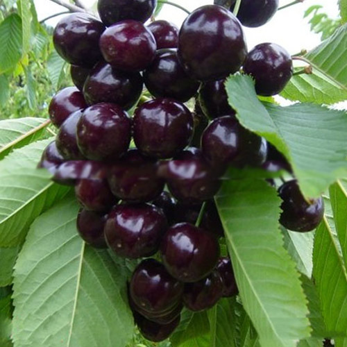 【湖南果苗批发 南方甜樱桃新品种- 香妃樱桃苗