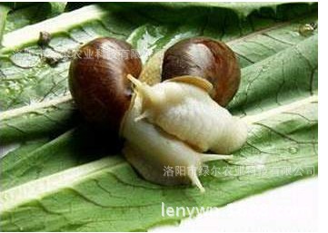 介绍促使蜗牛交配产卵技术
