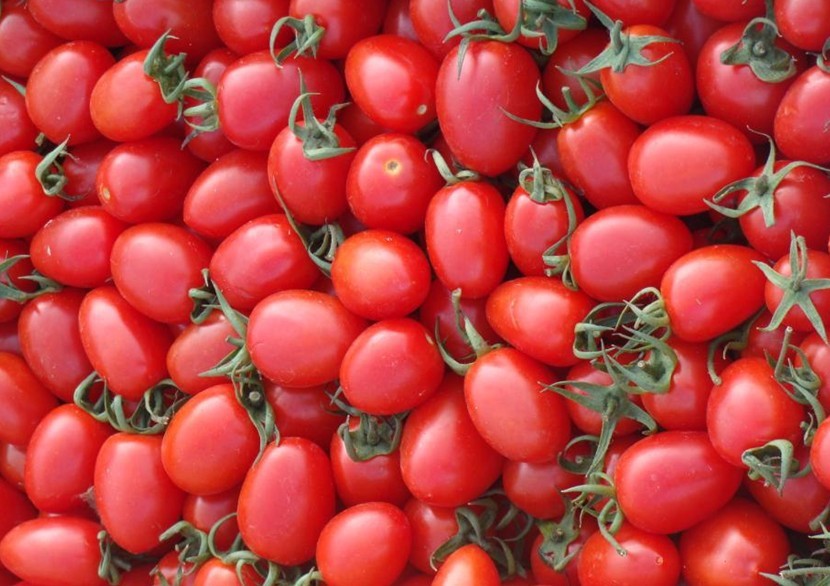【蔬果种子 美国长粉番茄种子 红圣女果 中早熟