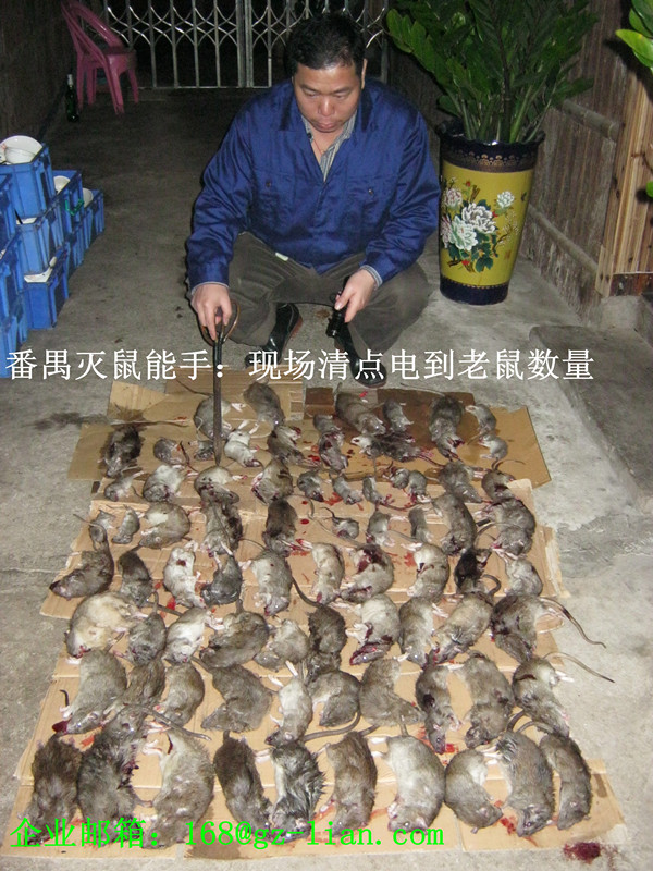 80.二80只灭鼠大图片