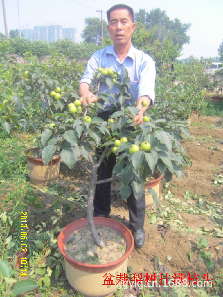 观光型农业 销售苹果苗,苹果新品种苗图片_7