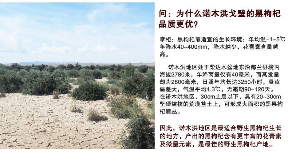 【黑枸杞 青海柴达木黑枸杞 野生枸杞子 特级散