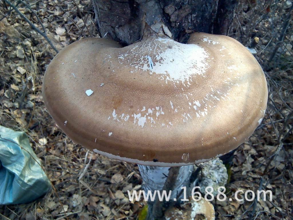 桦剥管菌,桦树上的药用真菌