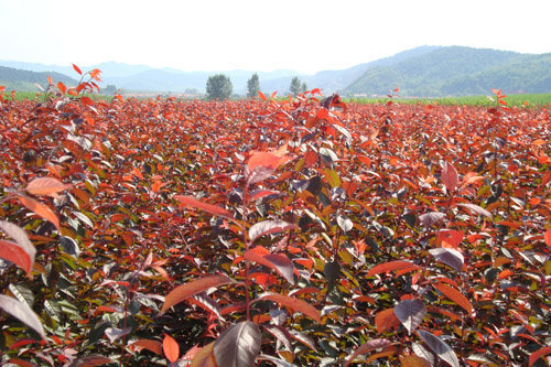 【红叶李 绿化苗木 灌木 红紫色的叶子 2年苗 风
