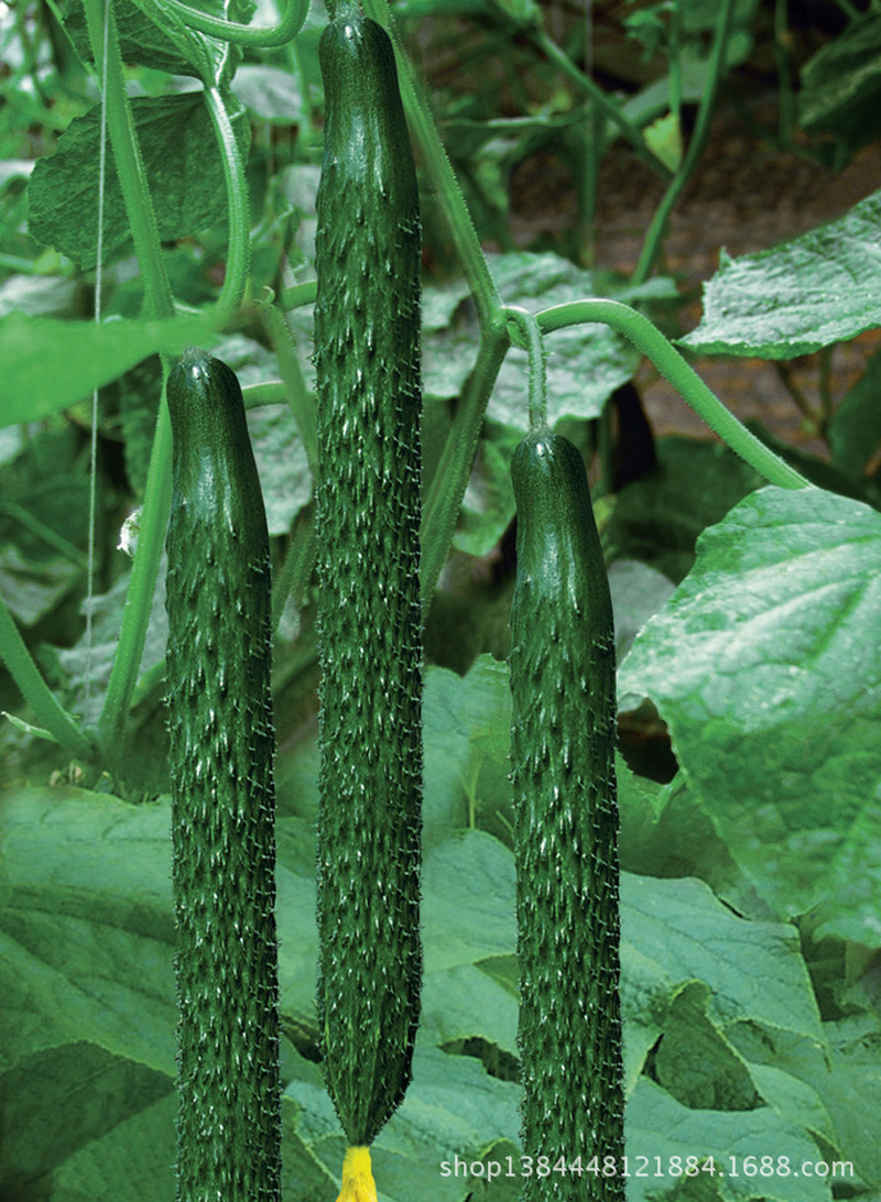 蔬菜批发 大量供应优质大棚带顶花黄瓜