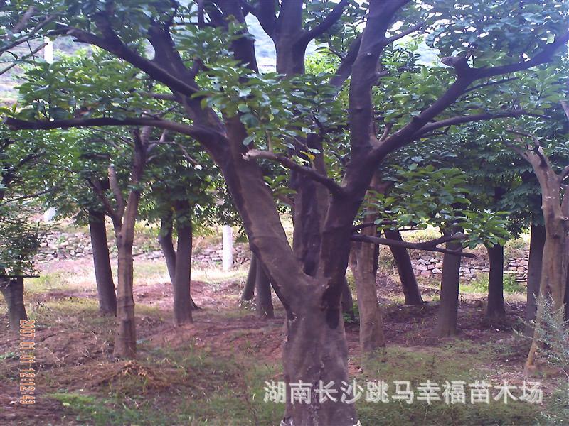 【出售10-15-18-20-25-30公分柚子树\/橘子树\/香