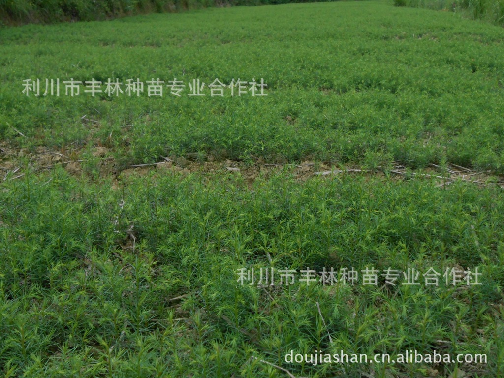 湖北利川丰林种苗柳杉树苗柳杉种子
