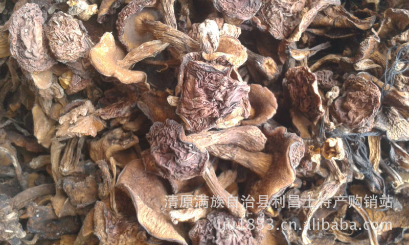 【诚信商家】火热野生蘑菇松蘑生长在落叶松 品质保证 量大从优