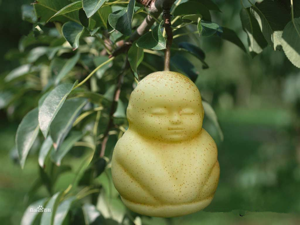 果树-特价果树苗 人参果树苗 人形长生果树苗 