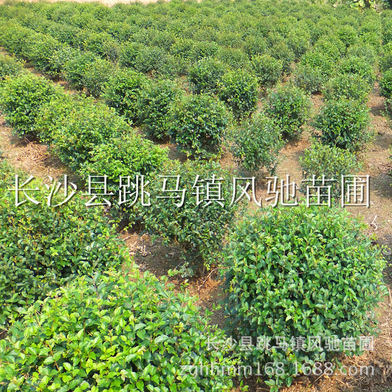 初加工材料 农产品 绿化苗木 灌木 小叶女贞基地供应适应全国各地种植