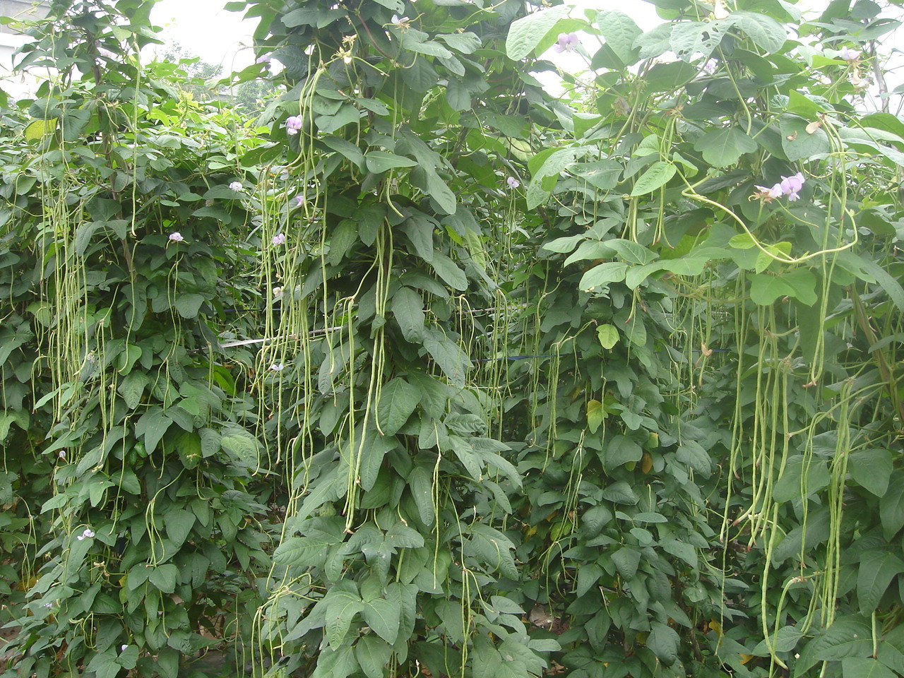 商家供应优质的 无公害干豆角 脱水豆角 好吃美味