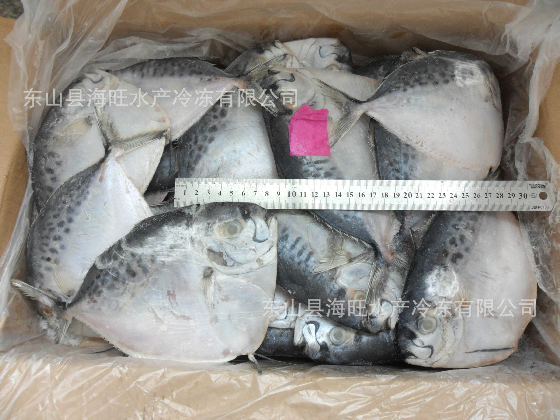 冷冻皮刀鱼 单片装 200g以上/条 8kg/件 批发冷冻粗加工水产品