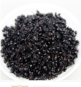 【拟黑多刺蚁】拟黑多刺蚁价格\/图片_拟黑多刺蚁批发\/采购_拟黑多刺蚁厂家\/供应商-阿里巴巴