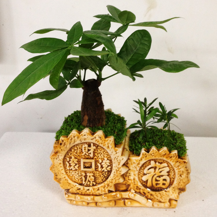 小盆栽-DIY小盆栽--阿里巴巴采购平台求购产品