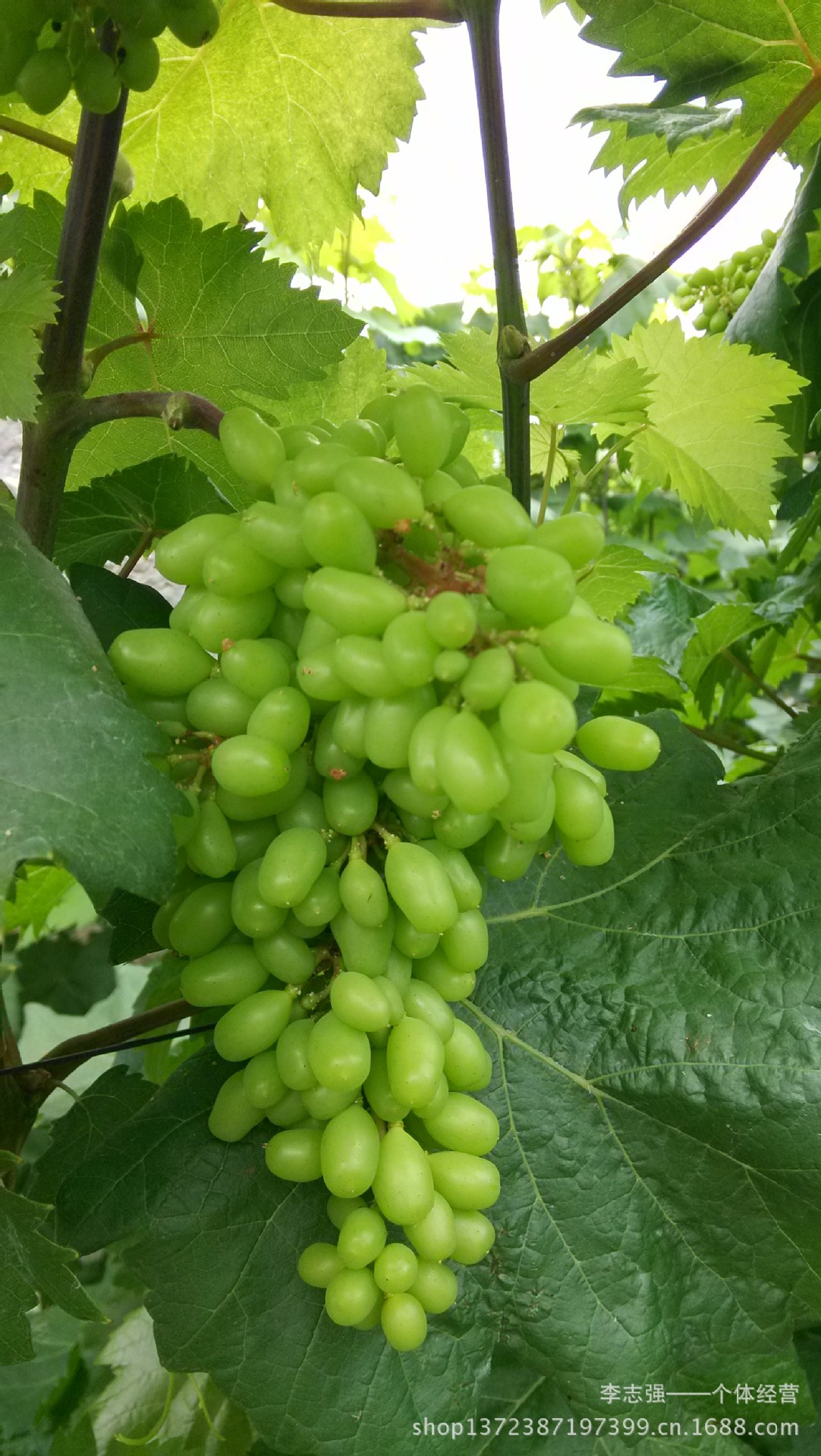 【红提青提子 等--兴安(南方吐鲁番)】价格,厂家