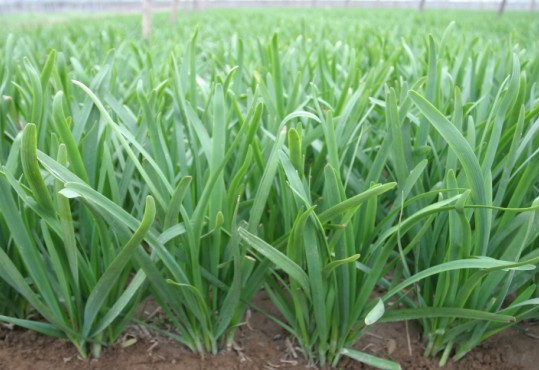 【河南绿色高产营养蔬菜种子富韭九号韭菜种子
