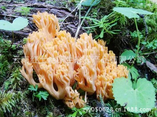 【云南野生珊瑚菌】