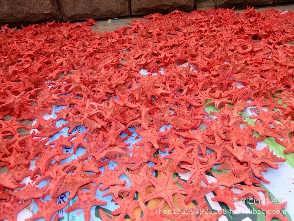 710厘米原色红色天然海星墙贴地中海贝壳海螺婚庆装饰