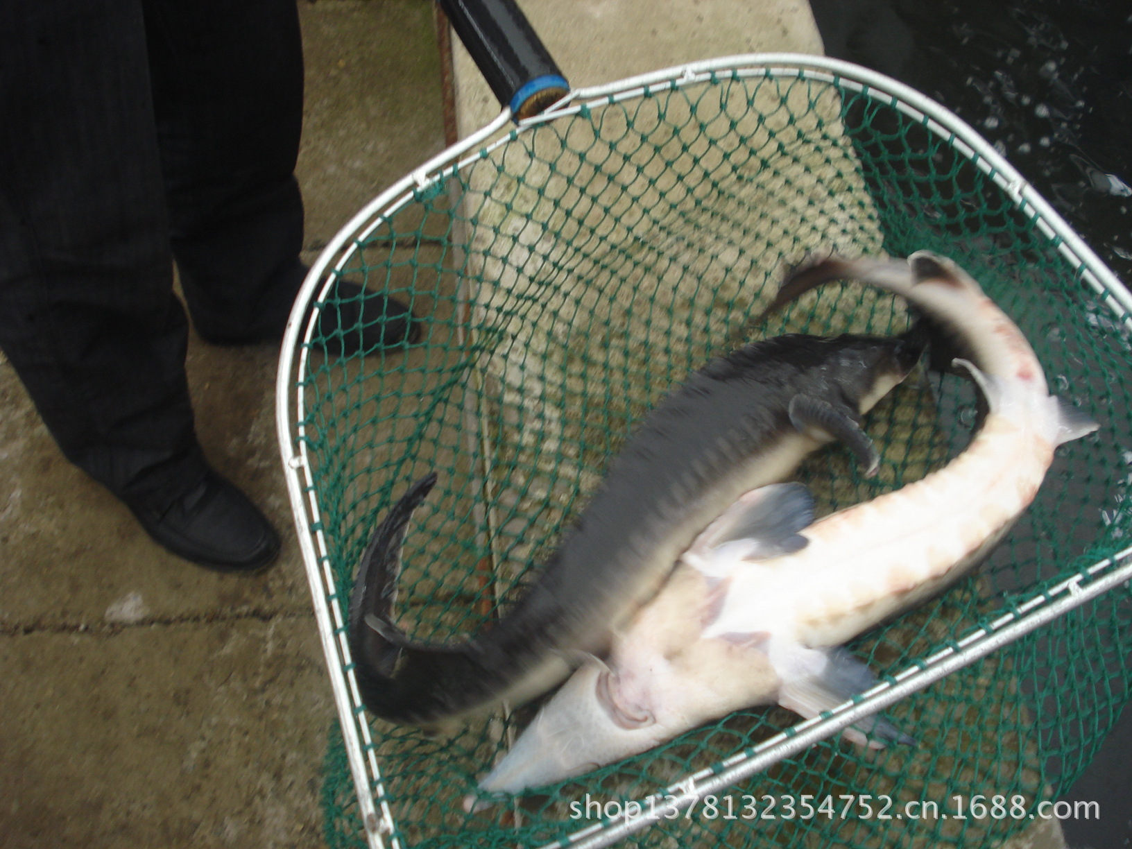 【水产科技园常年大量供应优质鲟鱼 鲟龙鱼 鲟