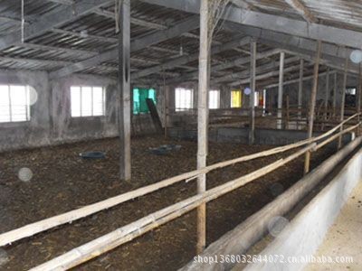 【常年提供肉牛山东济宁嘉祥德邦牧业】