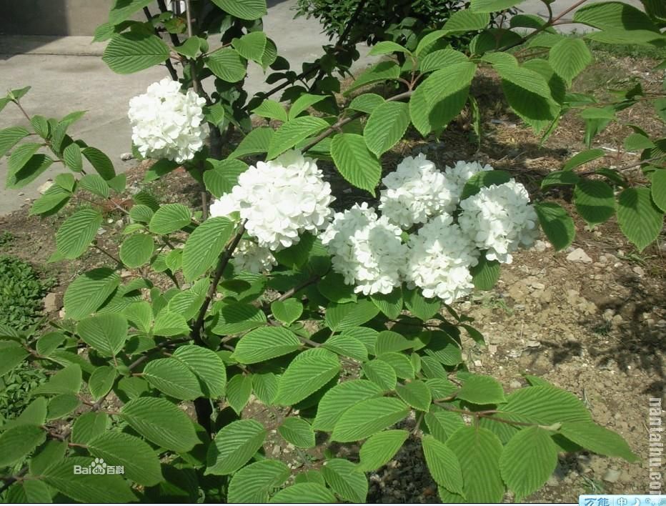 苗木直销 木绣球 木绣球基地 绣球花 辽宁耐寒木绣球
