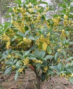 盆栽室内花卉植物 四季桂花树苗 月月桂 四季开花绿植苗木