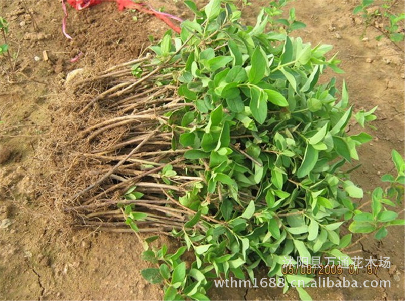 直销金银花苗 金银花种植 金银花树苗 中药材种苗