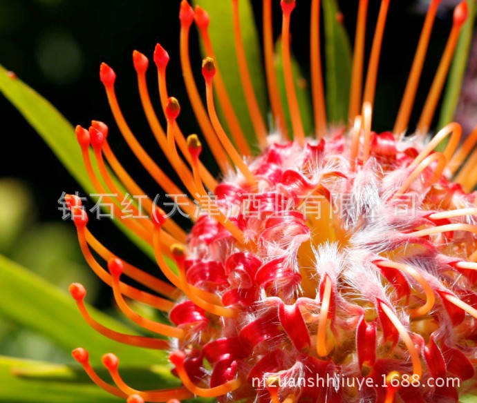 【南非钻石红_开普大象甜白葡萄酒】价格,厂家