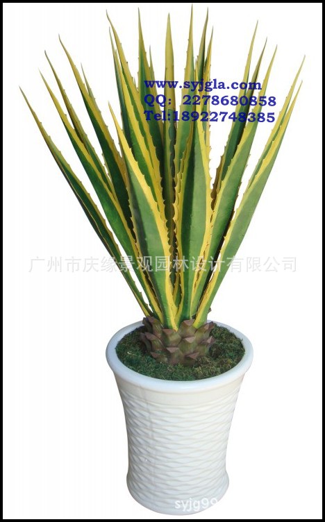 conew_conew_龙舌兰(小)-25叶(24小70cm