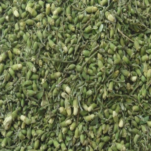 植物提取物-槲皮素 槐米提取物 治疗慢性气管炎